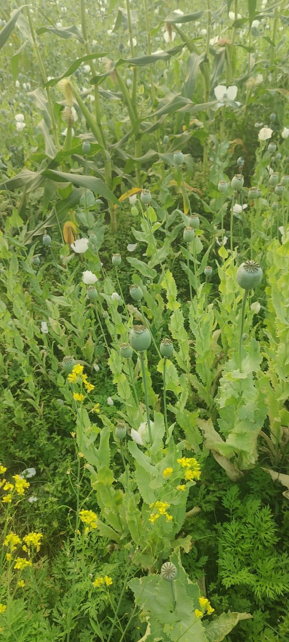 Image after paragraph