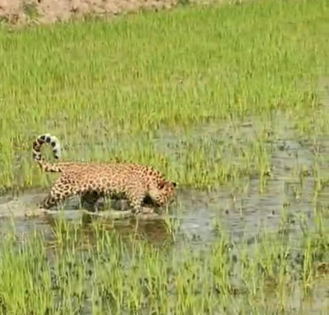 खेत में पहुंचा तेंदुए का शावक, इलाके में मचा हड़कंप - वन विभाग ने किया रेस्क्यू