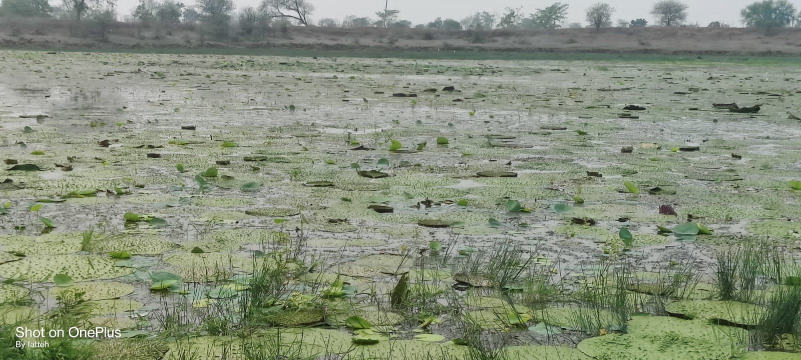 बिहार के बाद धमतरी बनेगा मखाना उत्पादन में अग्रणी जिला, 200 एकड़ में होगी खेती