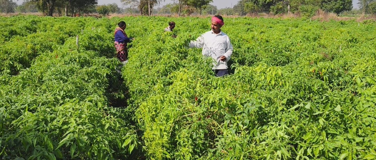 ड्रिप तकनीक से बदली खेती की तस्वीर: धान–मिर्ची की फसल से किसान मुकेश चौधरी को सालाना लाखों की आमदनी