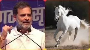 लंगड़ा घोड़ा घर जाए, रेस वाला मैदान में आए-राहुल गांधी