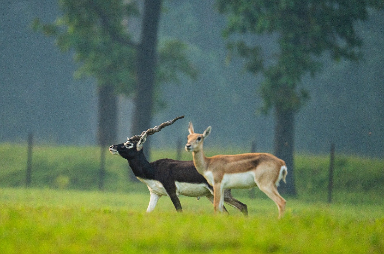 Image after paragraph