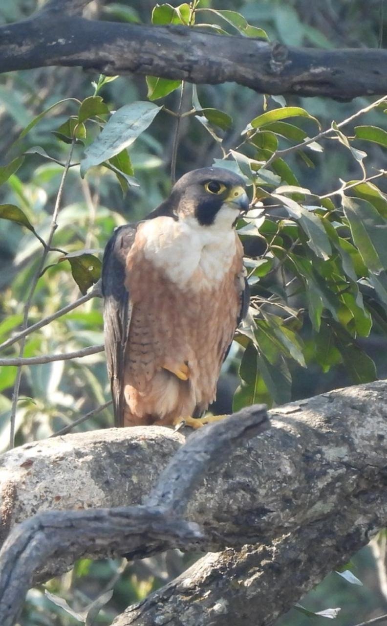 Image after paragraph