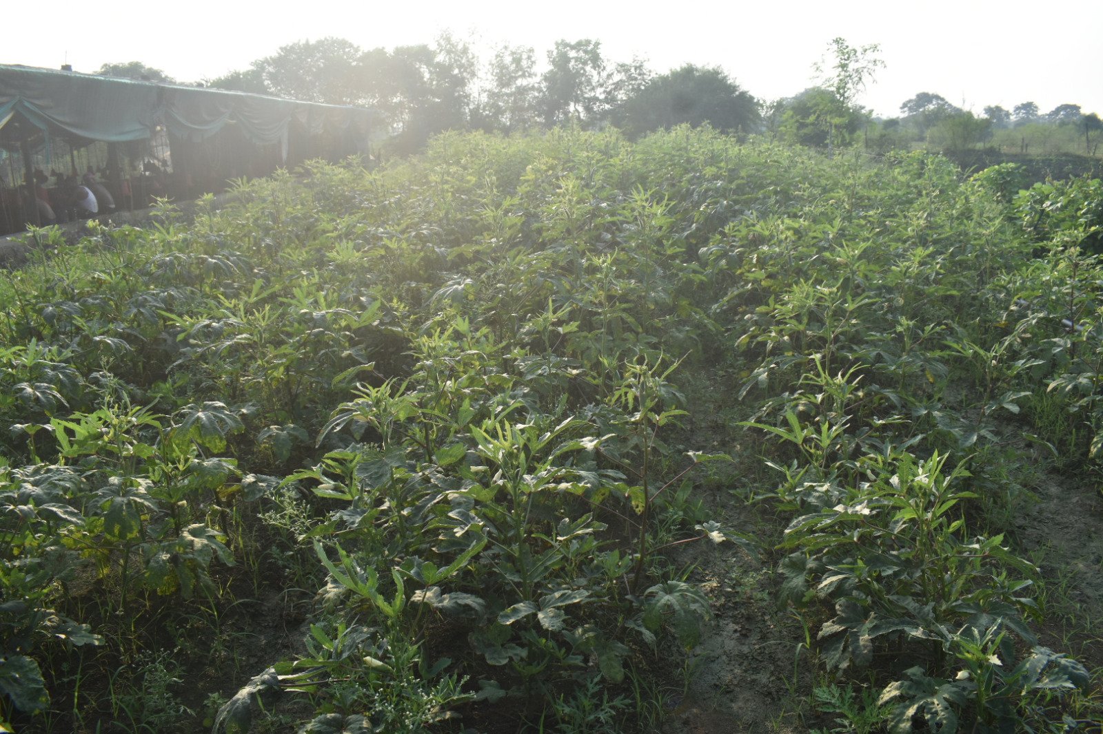 Image after paragraph