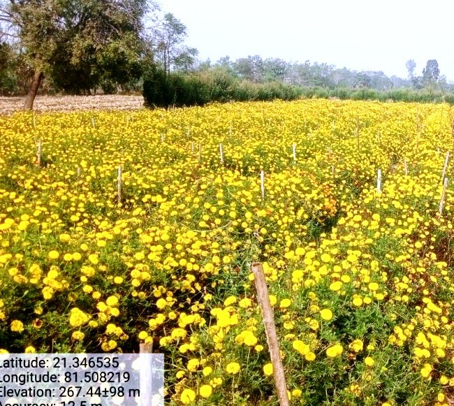 Image after paragraph