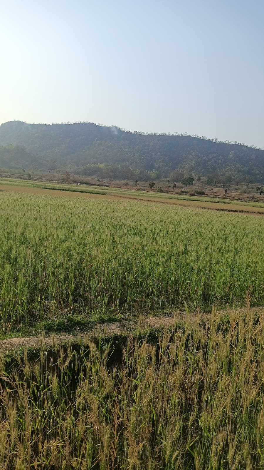 Image after paragraph