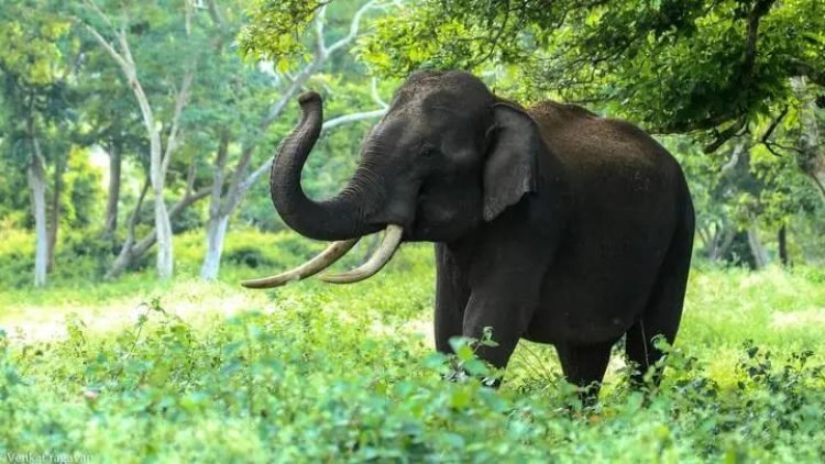 मलयालम चैनल के लिए रिपोर्टिंग के दौरान कैमरामैन को जंगली हाथी ने कुचला, मौत