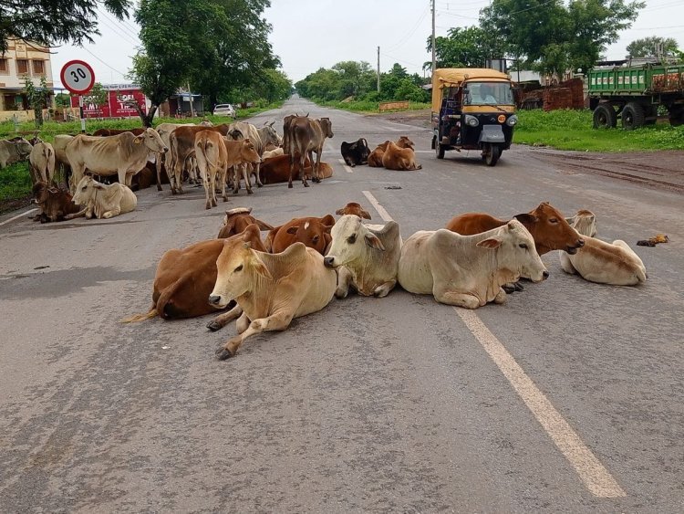 गौठान व्यवस्था ठीक ना होने से मवेशी हो रहे दुर्घटना के शिकार...