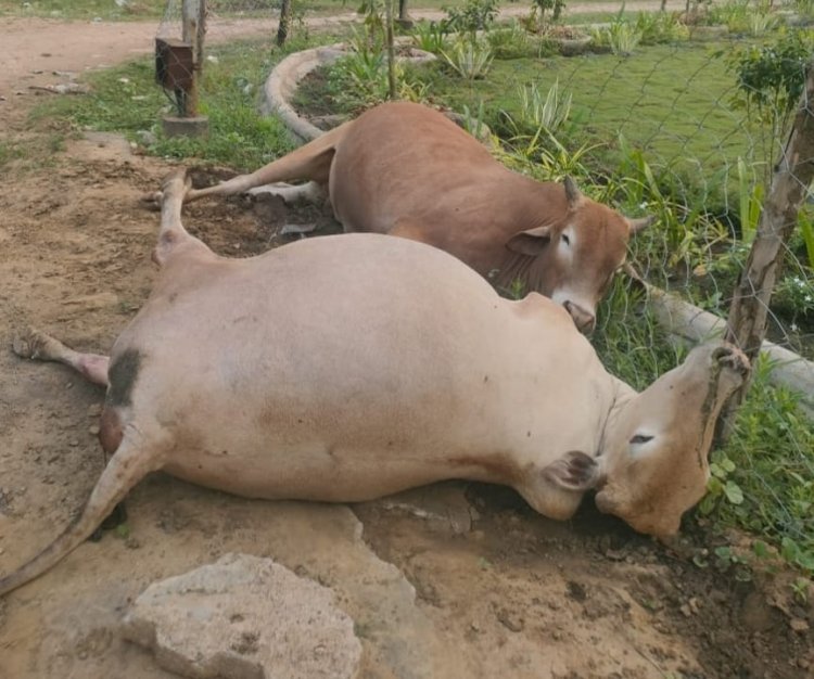 जिला कलेक्ट्रेट के शताब्दी गार्डन में बड़ी घटना बाल बाल टली, करंट से बेजुबान मवेशी बने मौत का शिकार