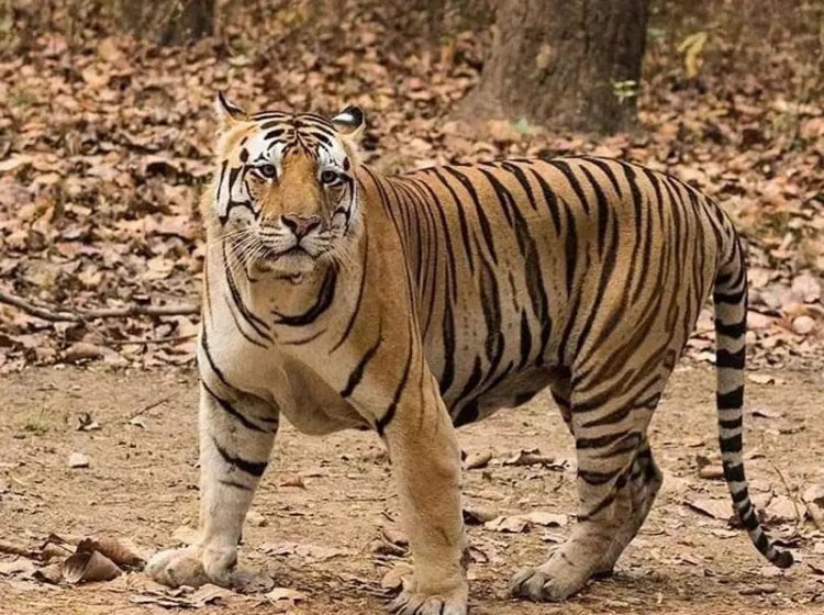 वाड्रफनगर वन क्षेत्र में बाघ की दस्तक से ग्रामीण दहशत में